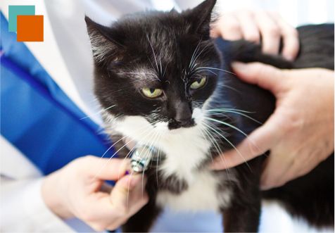 Agaba Centro Veterinario gato en consulta medica 